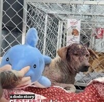 酷い皮膚状態の犬を救助。触られる事を恐れる犬を根気強くケア→心を開き始める様子に感動