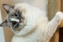 お外の鳥に釘付け…　美猫ちゃんが見せた「まさかの表情」に笑ってしまう