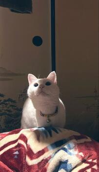 加湿用の濡れタオルを叩き落としたい猫　何度も空振りした直後の表情に笑ってしまう