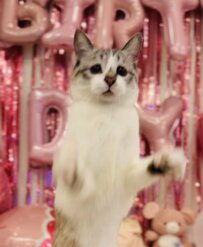 家族の誕生日を祝ってくれた保護猫　斬新な方法に思わず笑みがこぼれる