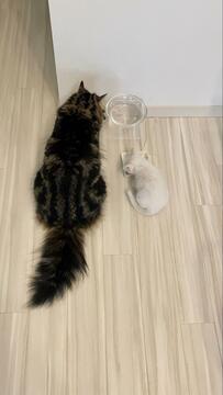 「こんなにモフモフになるなんて…！」保護した子猫の「兄貴越え」した成長姿に心温まる！