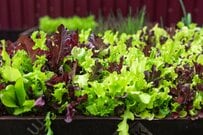 【プランター家庭菜園】種から育てて食費節約！？初心者＆省スペースOKの「野菜」厳選3種