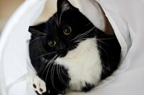 【子猫姿も話題】遊んでいた猫ちゃんがだんだんおねむに……「大好物の夢見てる？」の声