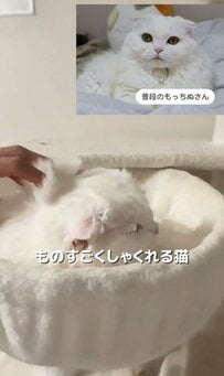 【何がどうしてそうなった】お姫さま猫ちゃん、寝姿がまさかすぎて大爆笑必至？！