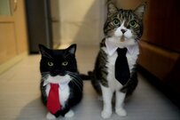 会社員姿の猫さんたちに「ネクタイ似合ってる」の声！まるで会議をしているような姿が可愛い