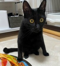 【話題】まん丸おめめの猫ちゃんにSNSユーザー「あの敵キャラみたい」との声　ベロが出た姿もかわいい