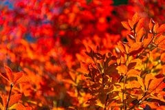 【秋色ガーデニング】紅葉が美しい中低木おすすめ8選！《洋風や小さめの庭OK》の庭木