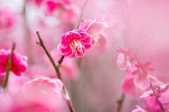 三重県で撮影した迫力満点の「枝垂れ梅」　目を奪われるピンク色の絨毯に「圧巻ですね」「美しすぎる」