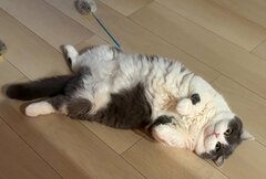 【ハニトラ失敗】前足を畳んで「へそ天」するモフモフの猫→スルーされた切ない表情に笑ってしまう