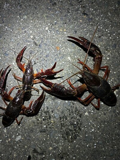 路上に並んだ2匹のザリガニ