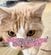 【なぜ】“サイズ感が間違っている猫”がSNSで反響。「自分の体をわかっていない」はみ出しっぷりに笑ってしまう