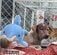 酷い皮膚状態の犬を救助。触られる事を恐れる犬を根気強くケア→心を開き始める様子に感動