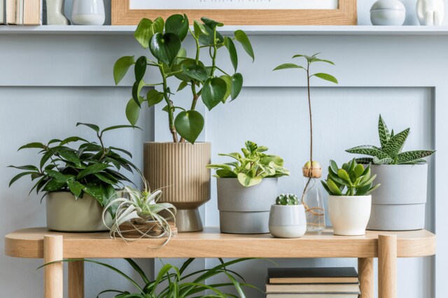 【ガーデニング】日陰でも育てられる観葉植物10選。爽やかグリーンで玄関をお洒落に