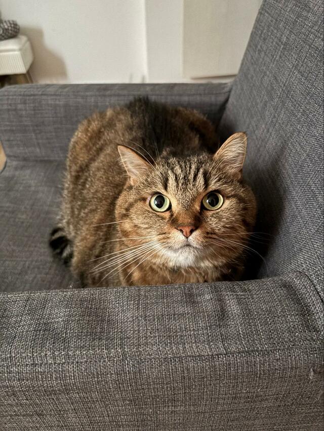 【椅子を占領する猫】真剣なお顔で「ヤダもん！」強い目力に飼い主さんもタジタジ？