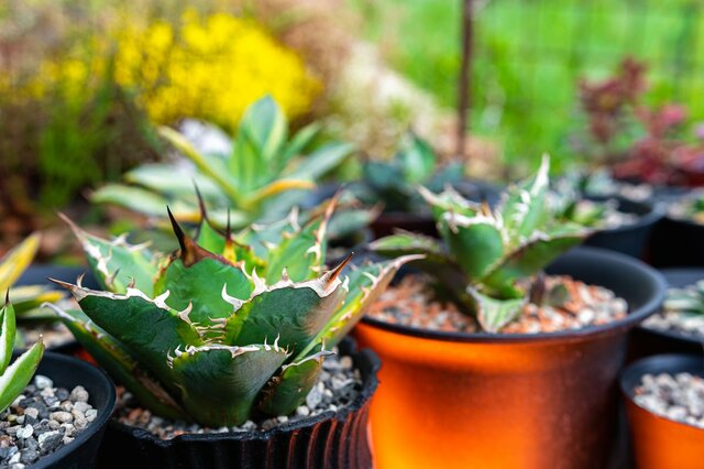 【ガーデニング】オシャレな多肉植物おすすめ8選！暑い夏を上手に乗り切る方法＆コツも紹介