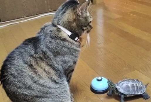 軍曹くん、小雪ちゃんの元に到着！