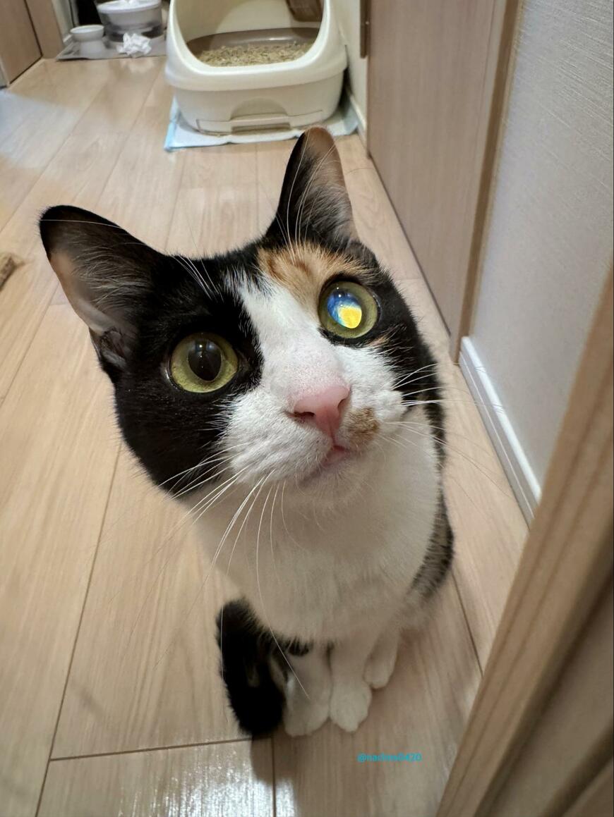 出所：@nachos0420