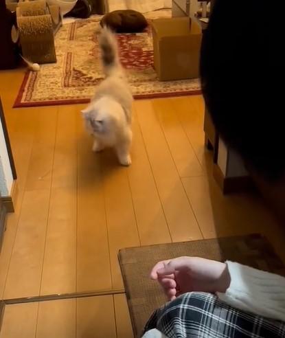 出所：@NEKOLAND13 