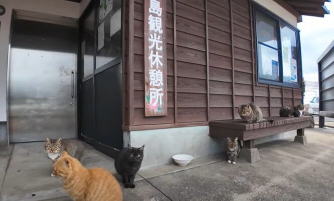 出所：@ImpressedCatVideo