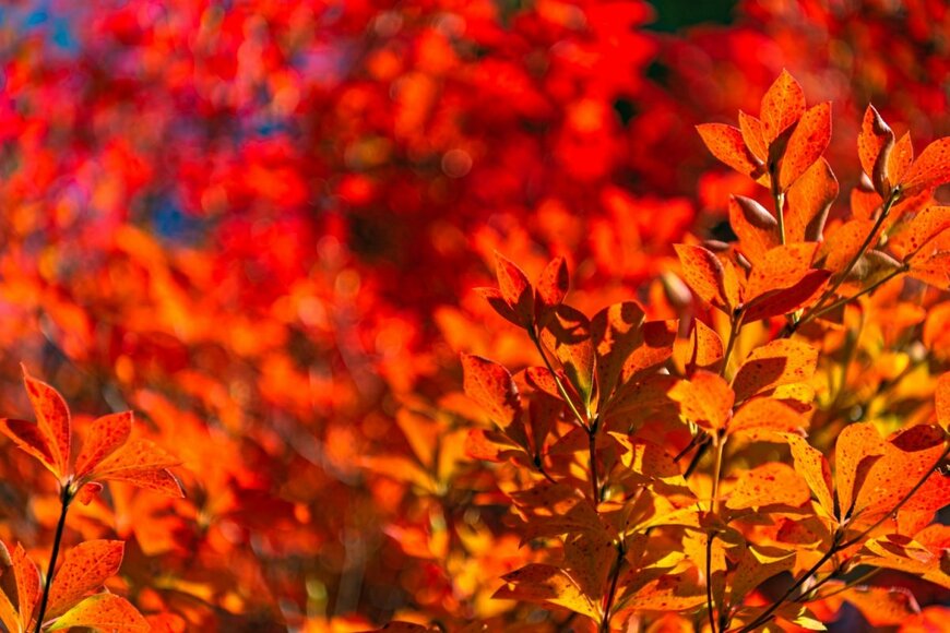 【秋色ガーデニング】紅葉が美しい中低木おすすめ8選！《洋風や小さめの庭OK》の庭木