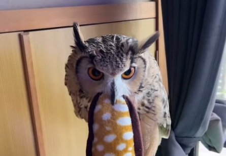 【ぬいぐるみを愛するフクロウ】大好きなぬいぐるみを重力に奪われたフクロウに「2000いいね！」
