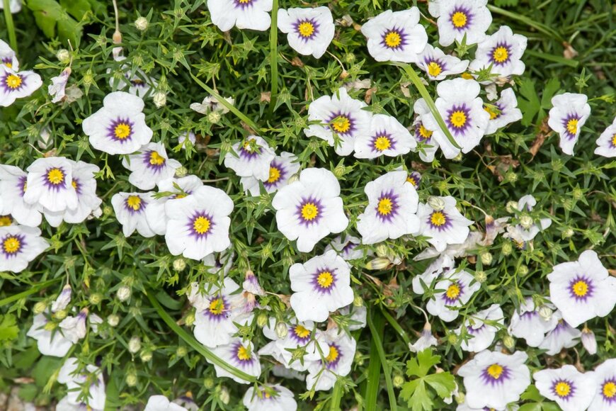 Reallyice/shutterstock.com