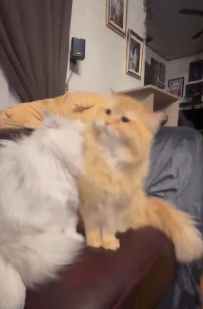 出所：@NEKOLAND13