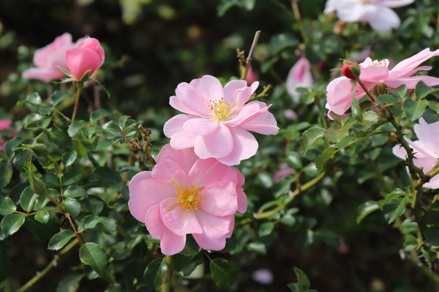 master-J/shutterstock.com