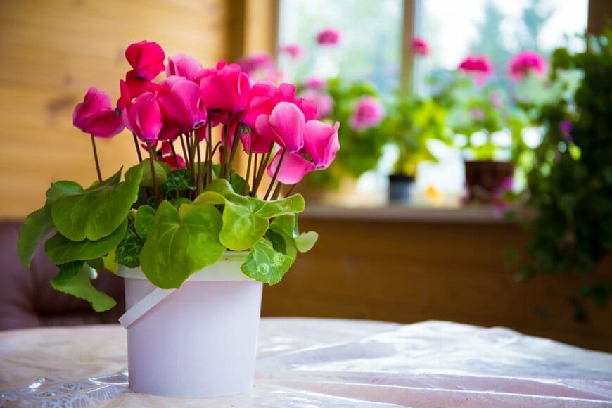 TatGlad/shutterstock.com