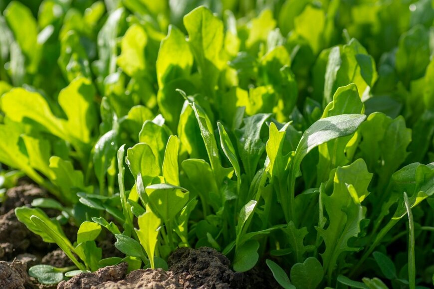 Stefan_Sutka/shutterstock.com