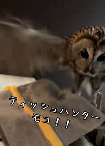 出所：@hitomimoko_reirukka