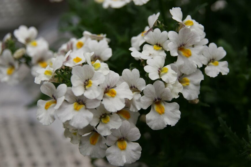 Reut MG/shutterstock.com