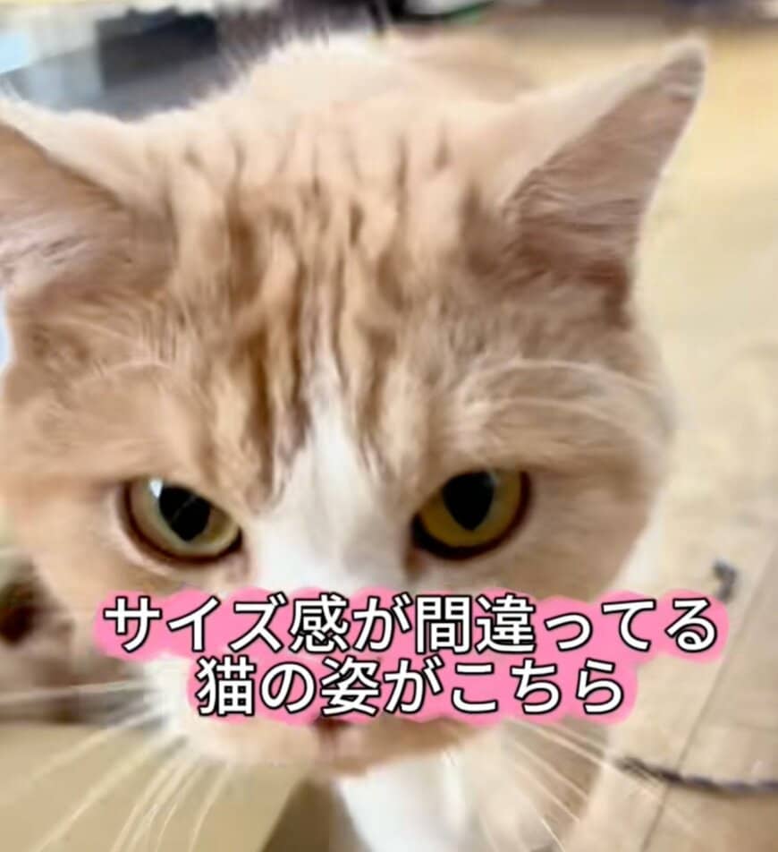 【なぜ】“サイズ感が間違っている猫”がSNSで反響。「自分の体をわかっていない」はみ出しっぷりに笑ってしまう