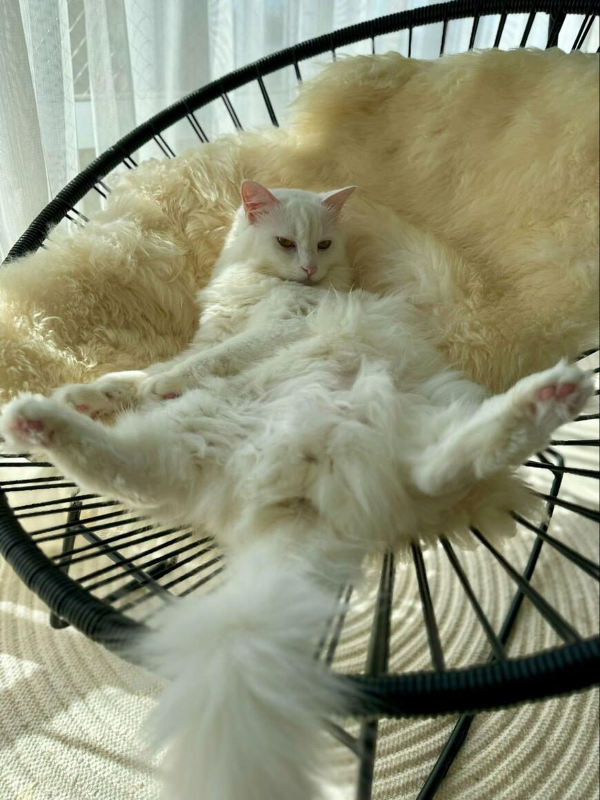 出所：@meltube_cat 