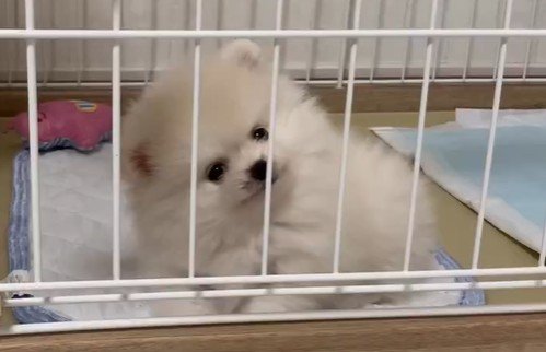 出所：@boku_ponchan