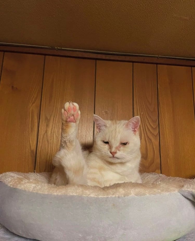 出所：@mimitti0930