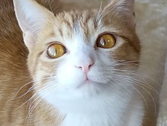 出所：@mero627puri914