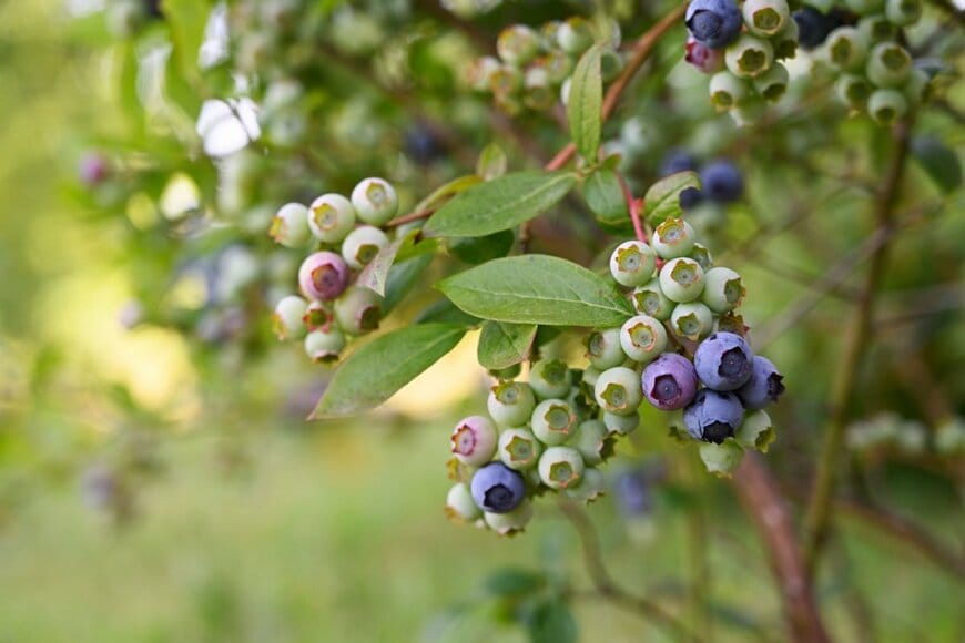 Lapis2380/shutterstock.com