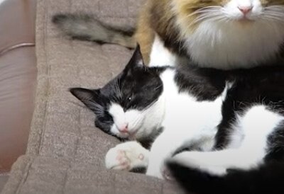 出所：@Pastel Cat World