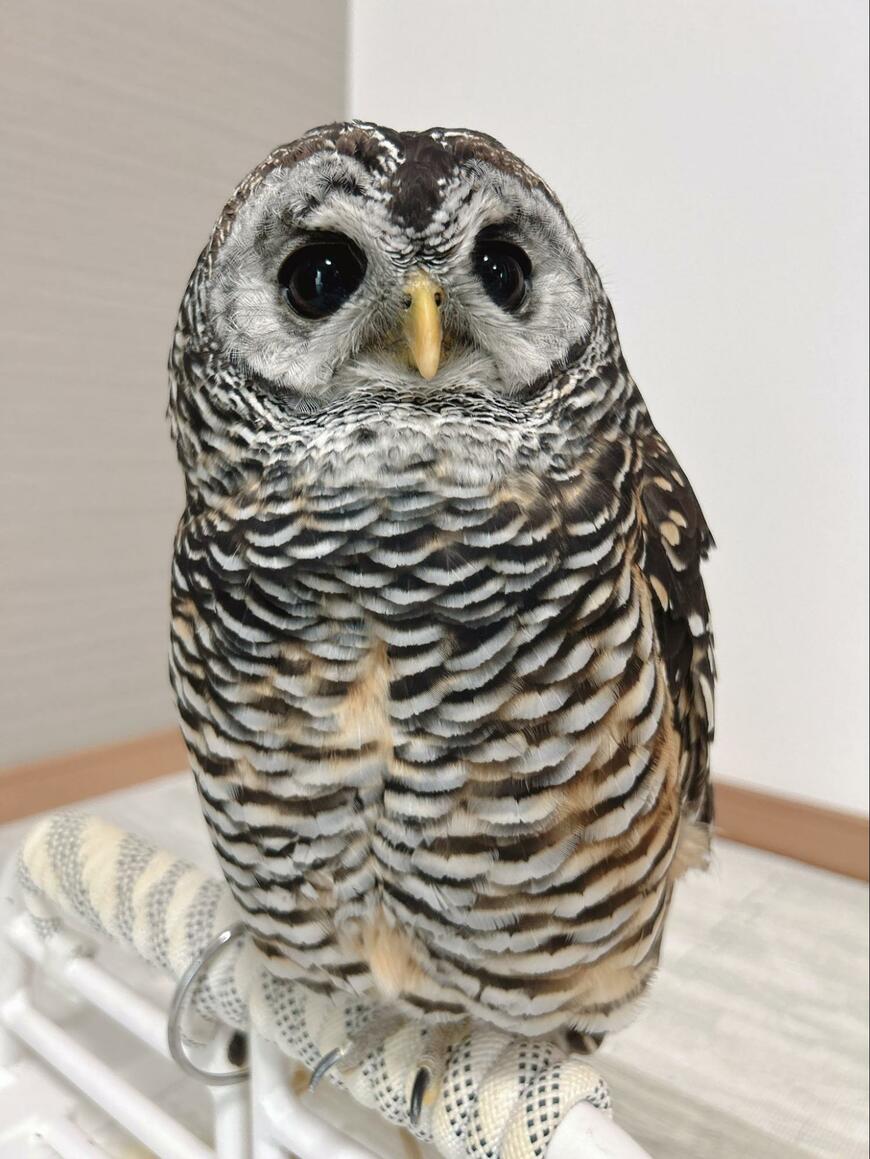 出所：@kanata_akas