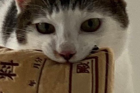 「ちゅ～る大人買いが夢」元保護猫の給料日、SNSで注目浴びる