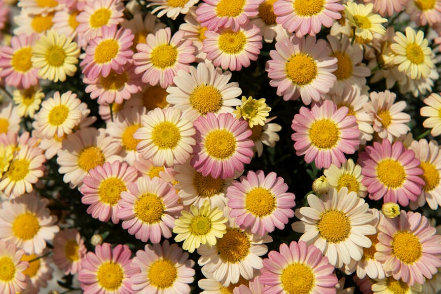 出所：サントリーフラワーズ ボンザマーガレット