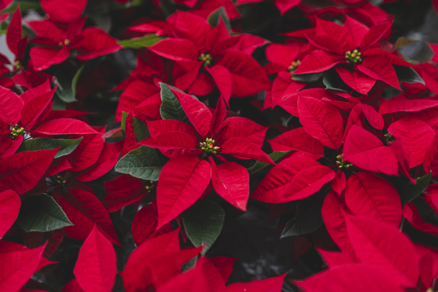 【ガーデニング】冬はレッドがひときわ映える。「赤」がお洒落な植物・最強6選