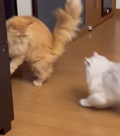 向こうから猫
