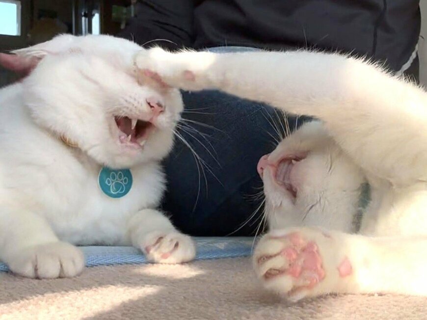 ツッコミする猫