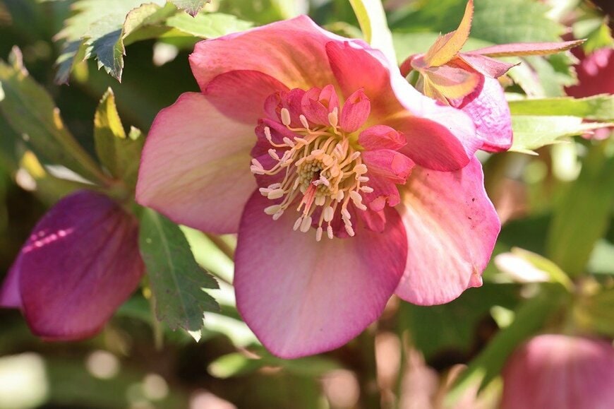 淡いワインレッドの花を咲かせている、クリスマスローズ