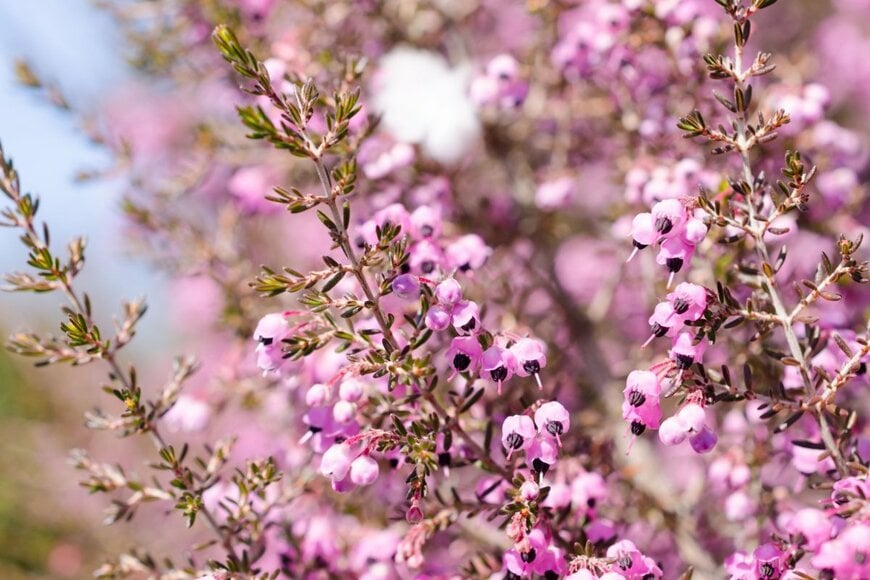 枝にピンク色の小花を咲かせているエリカ