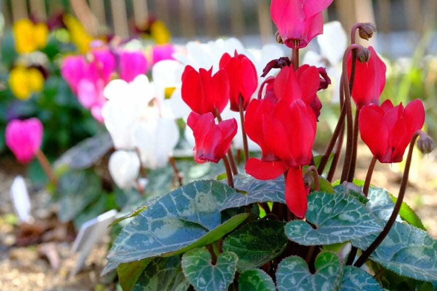 赤、白、ピンクの花を咲かせている、ガーデンシクラメン