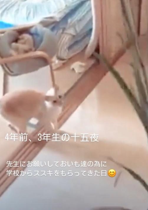 ススキを見上げる猫