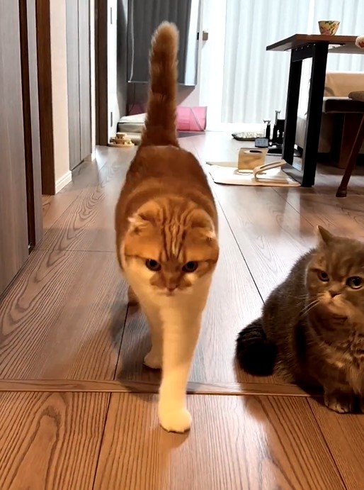お見送りする猫